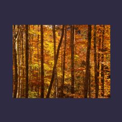 2012-10-20_Fall_AQUILA (052).JPG